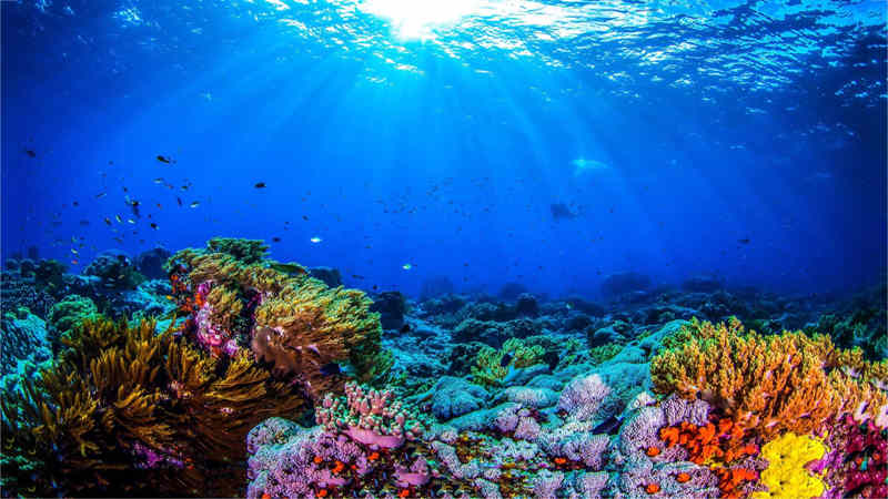 Best Underwater Documentaries to Stream this Weekend 9